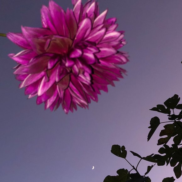 Meet your Posher, Irina - Picture 1 of 2